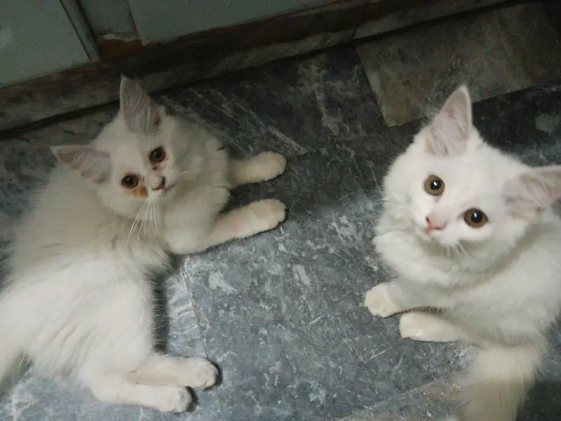 Persian cats pair Full Active All ok — photo 4