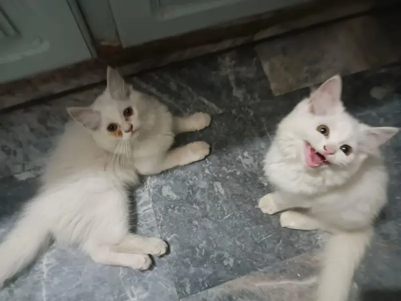 Persian cats pair Full Active All ok — photo 5