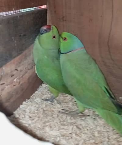 ringneck breader pair