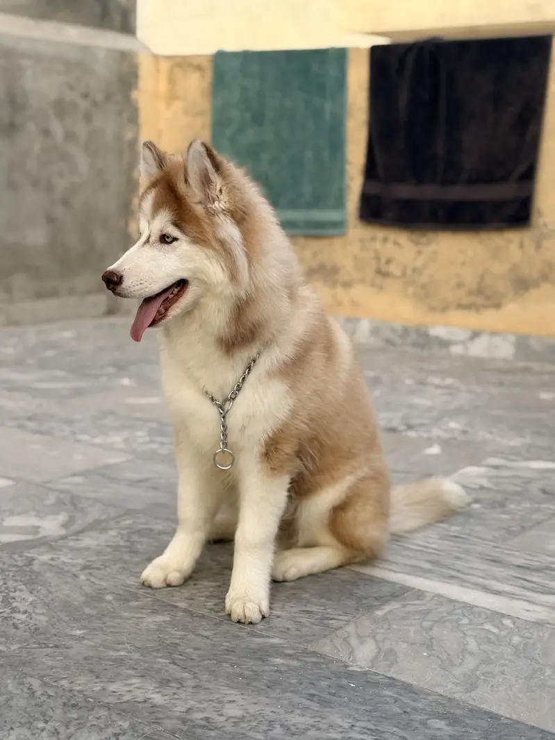 Siberian Husky High Quality Blue Eyes and Family Trained — photo 2
