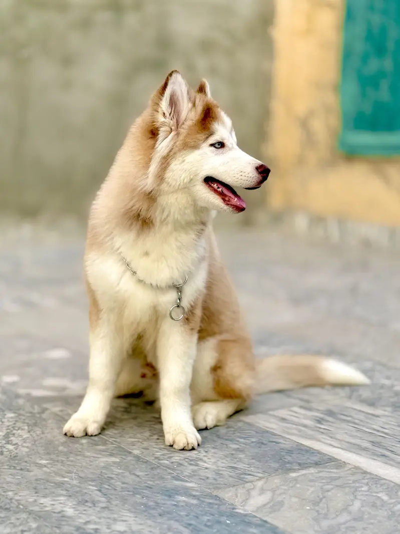 Siberian Husky High Quality Blue Eyes and Family Trained — photo 3