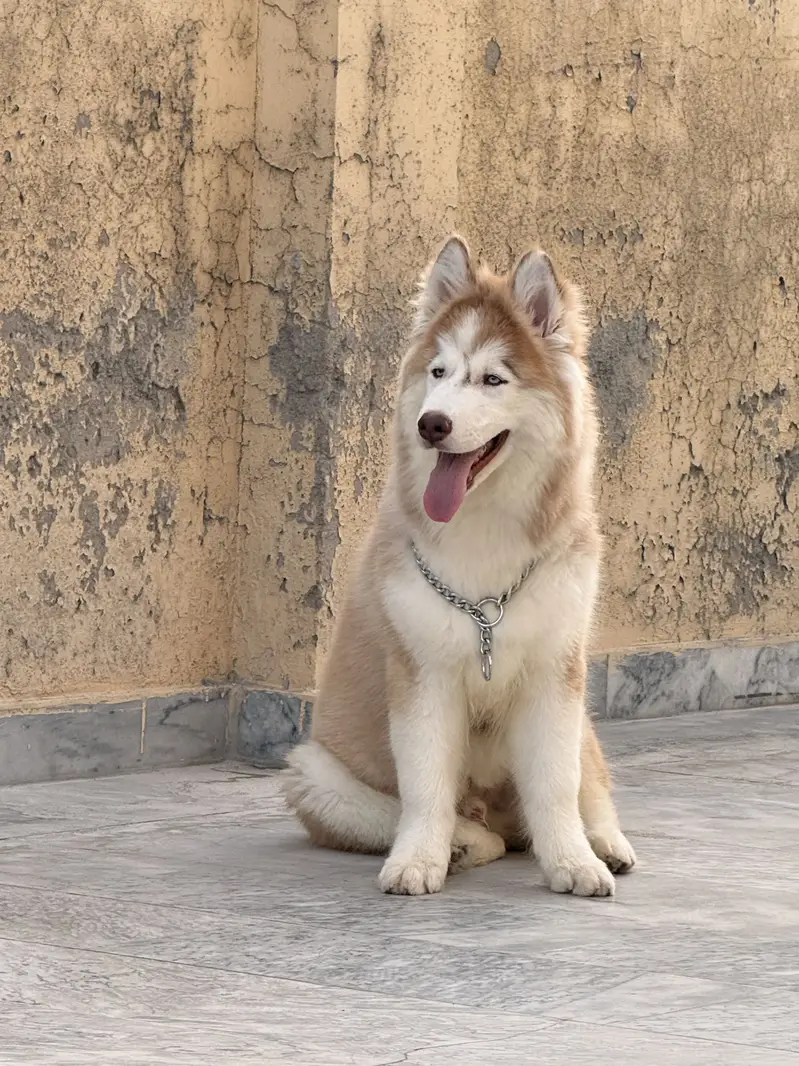 Siberian Husky High Quality Blue Eyes and Family Trained — photo 5