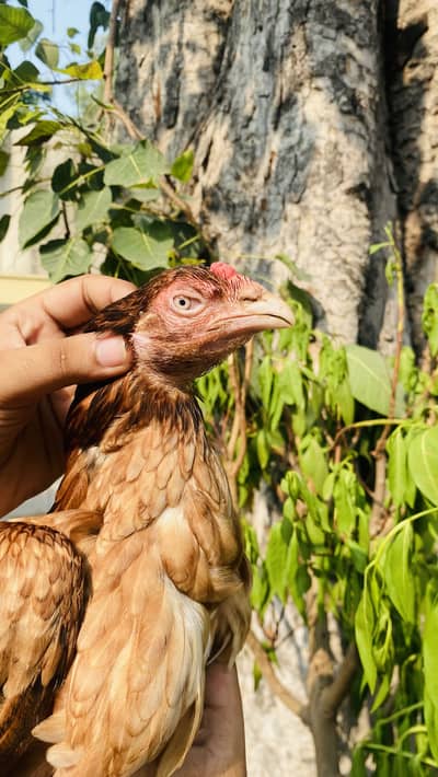 Pure Mianwali Aseel Hens pair