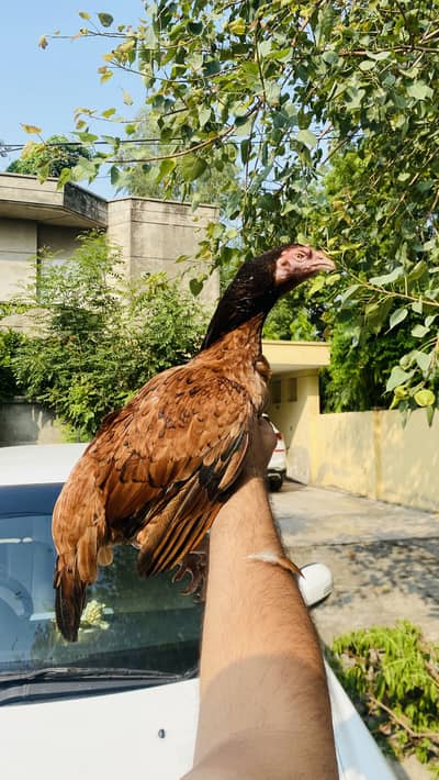 Pure Mianwali Aseel Hen