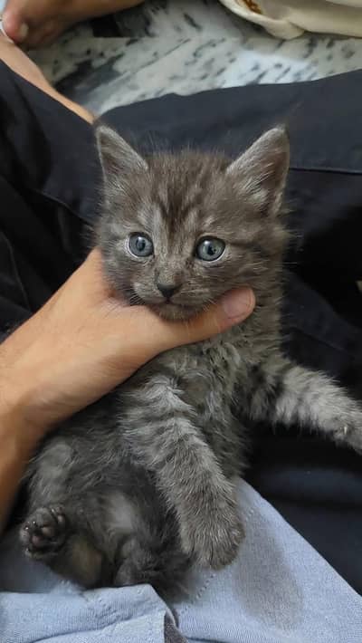 persian kittens for sale 2 male and 1 female
