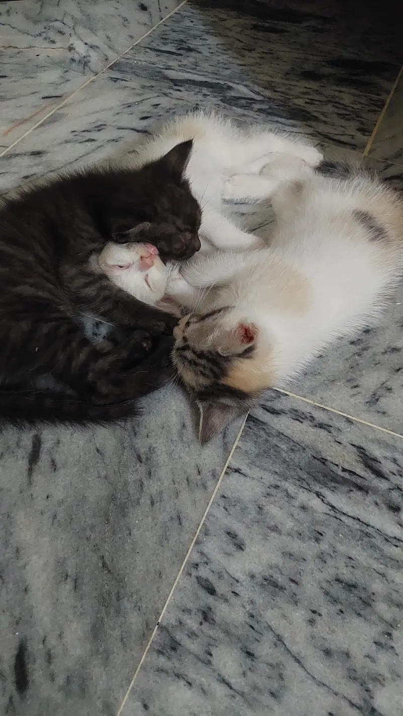 persian kittens for sale 2 male and 1 female — photo 2