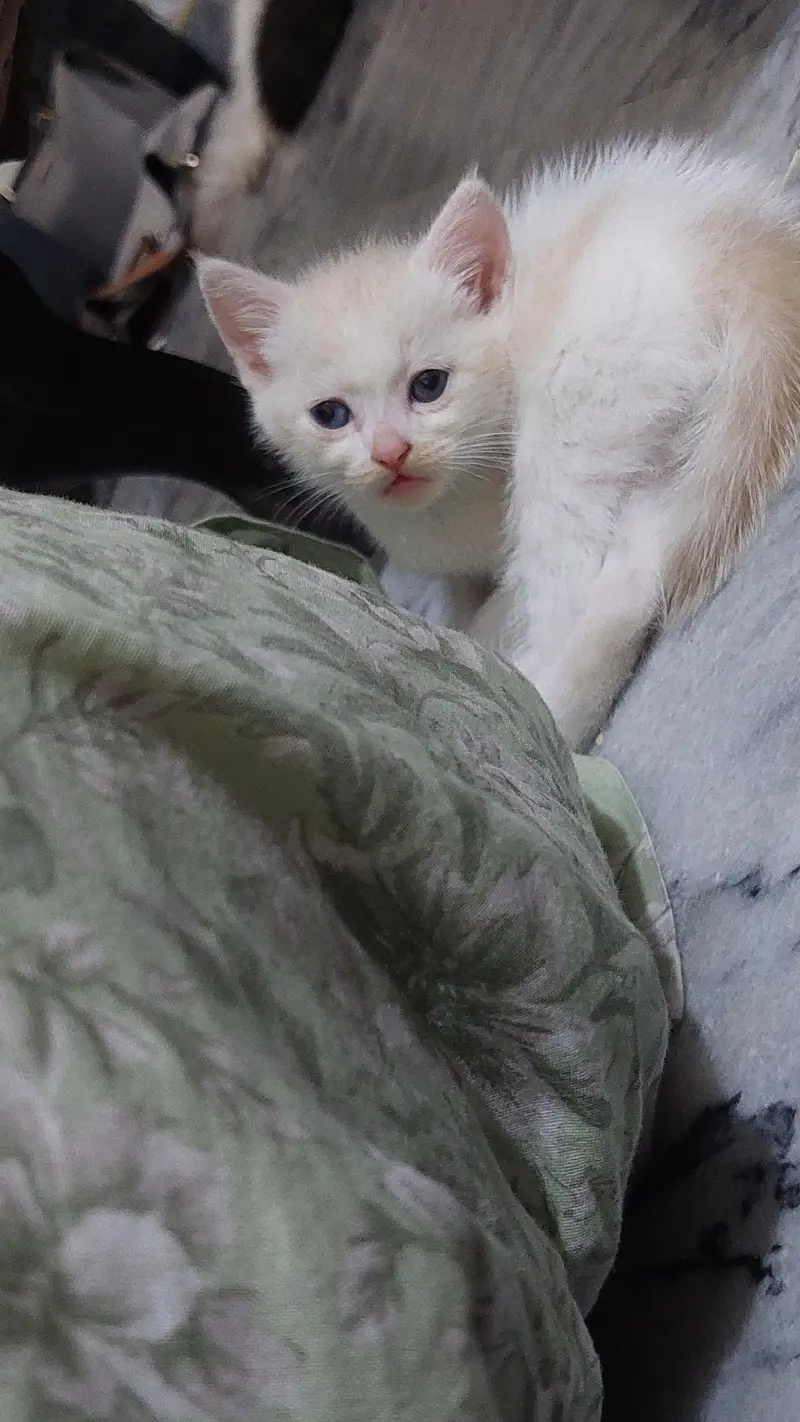 persian kittens for sale 2 male and 1 female — photo 3