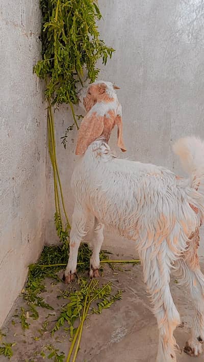 light brown goat