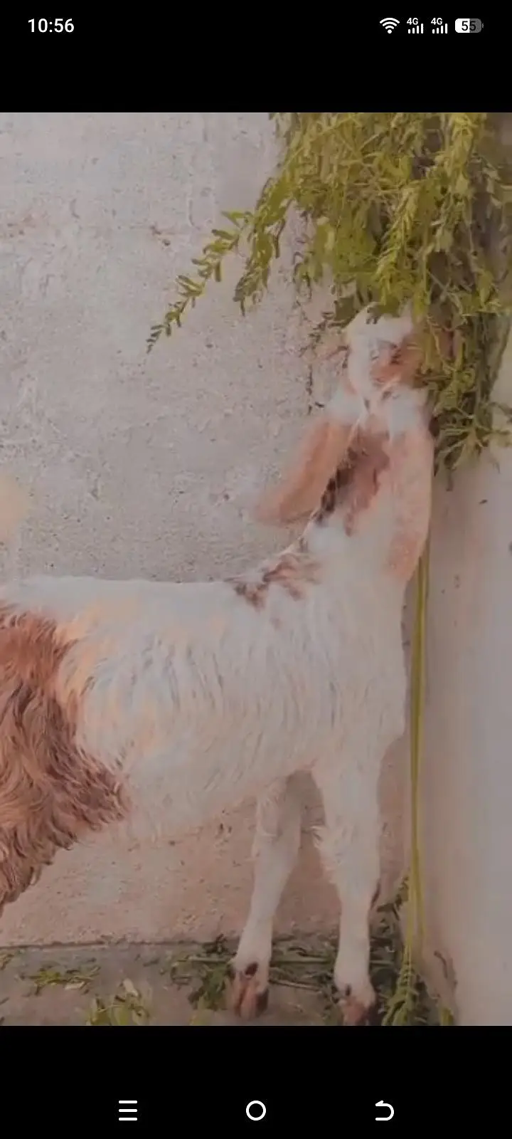 light brown goat — photo 2