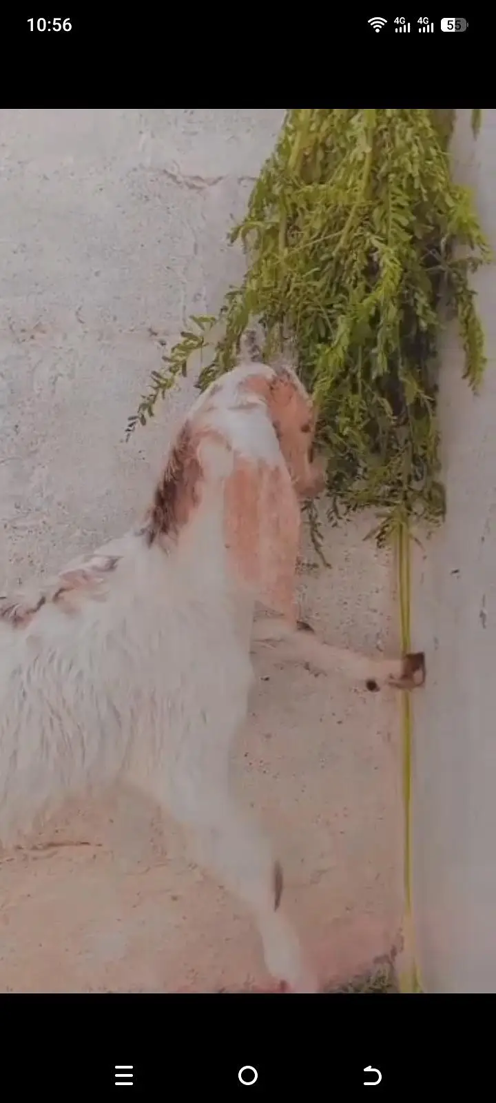 light brown goat — photo 4
