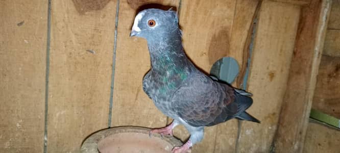 sentient pigeon