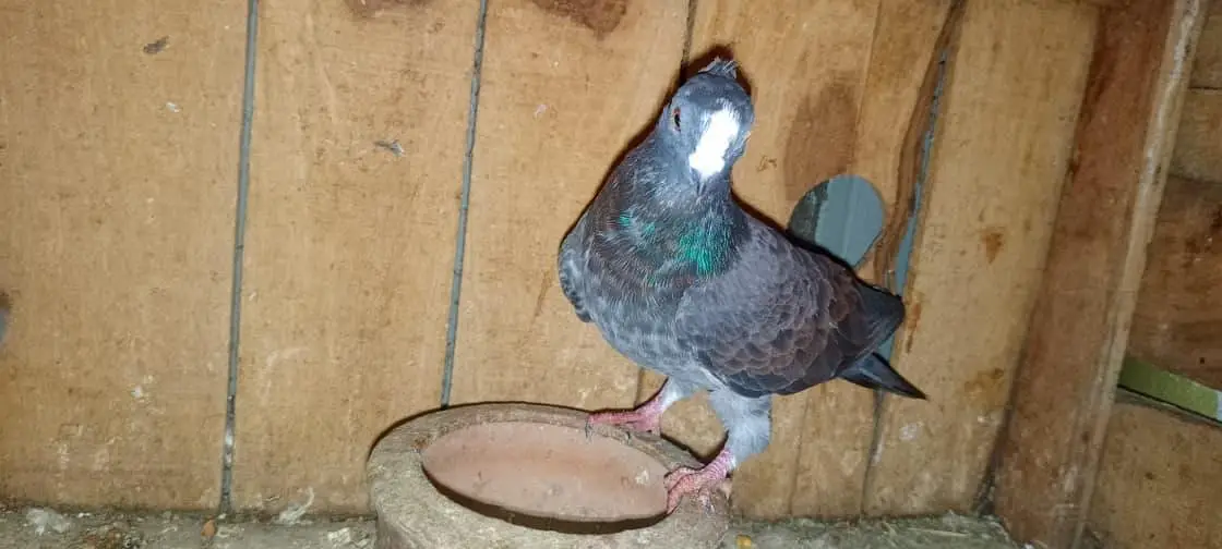 sentient pigeon — photo 2