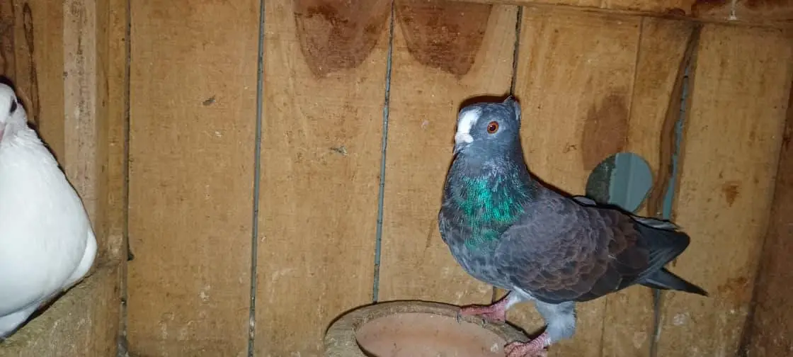 sentient pigeon — photo 3
