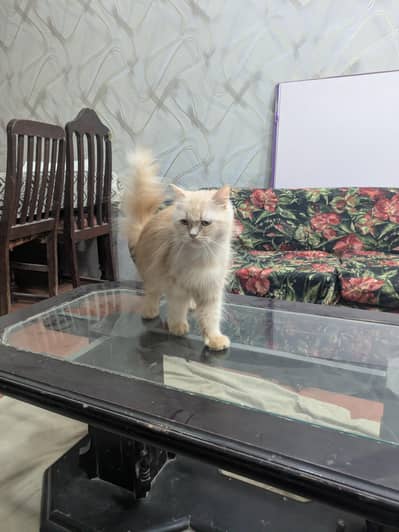 Breeder Persian cat for sale