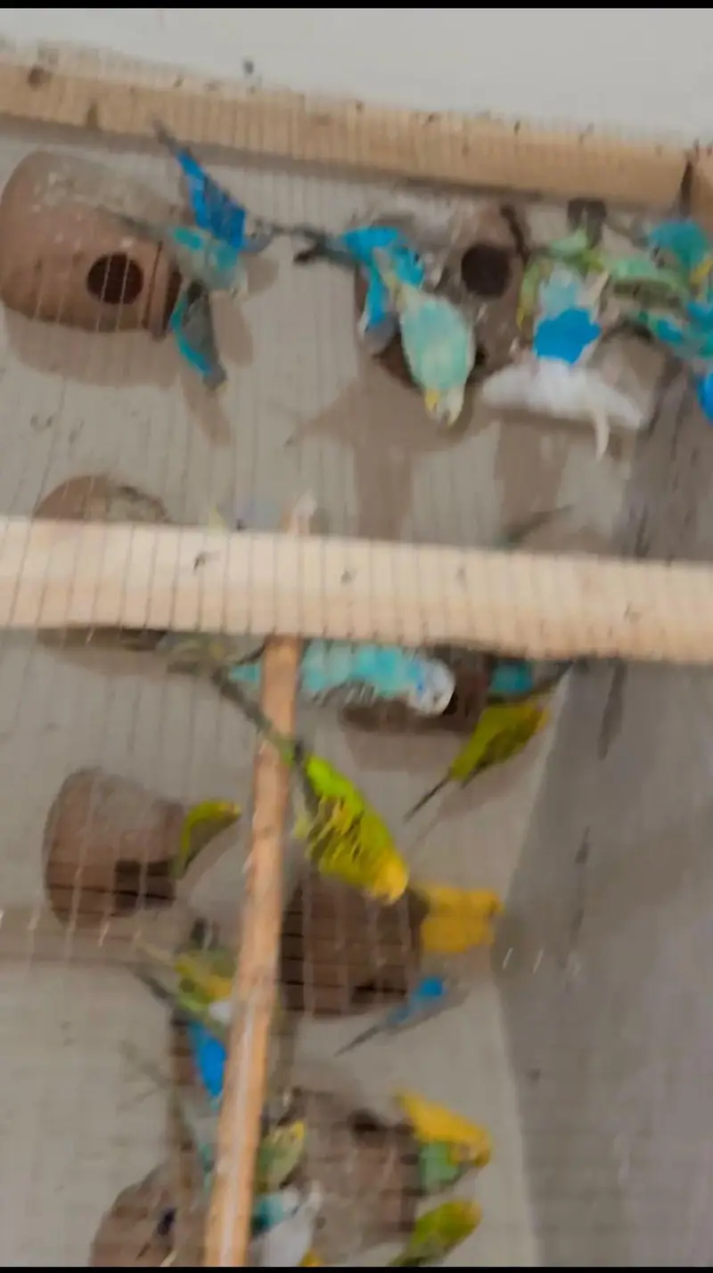 Australian parrot for sel big size with boxx breeder pair — photo 3