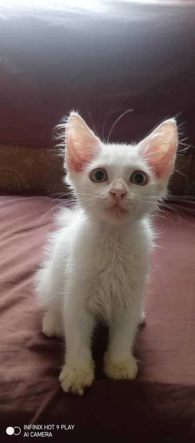 GORGEOUS KITTEN FOR SALE.