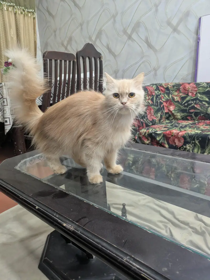 Breeder female cat for sale — photo 2