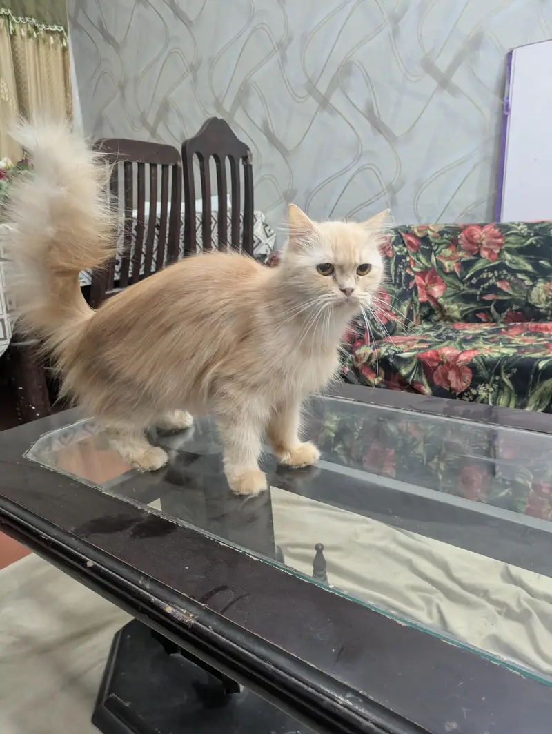 Breeder female cat for sale — photo 3