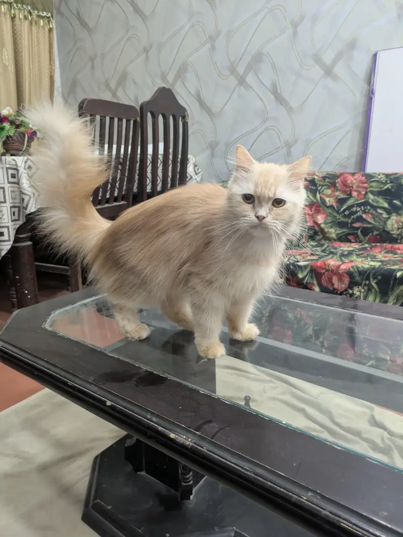 Breeder female cat for sale — photo 4