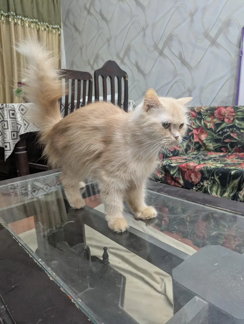 Breeder female cat for sale — photo 5