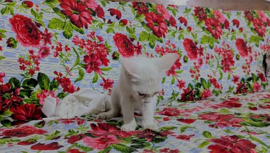 car Color white نسلی بلی