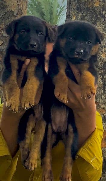 German shepherd dubal cout pair 2 mahnt for sale active and healthy