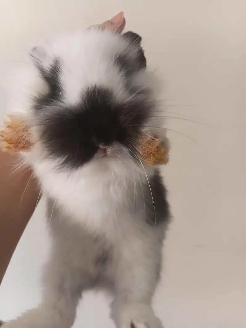 beautiful fancy bunny — photo 2