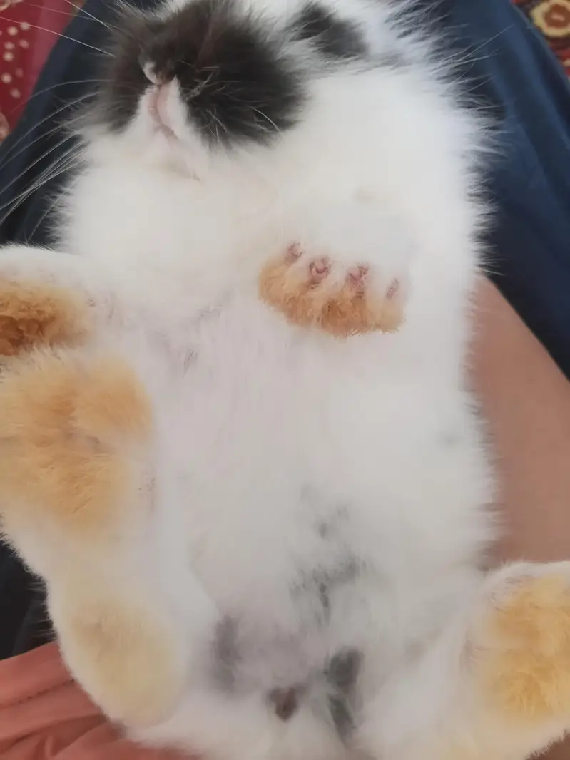 beautiful fancy bunny — photo 3