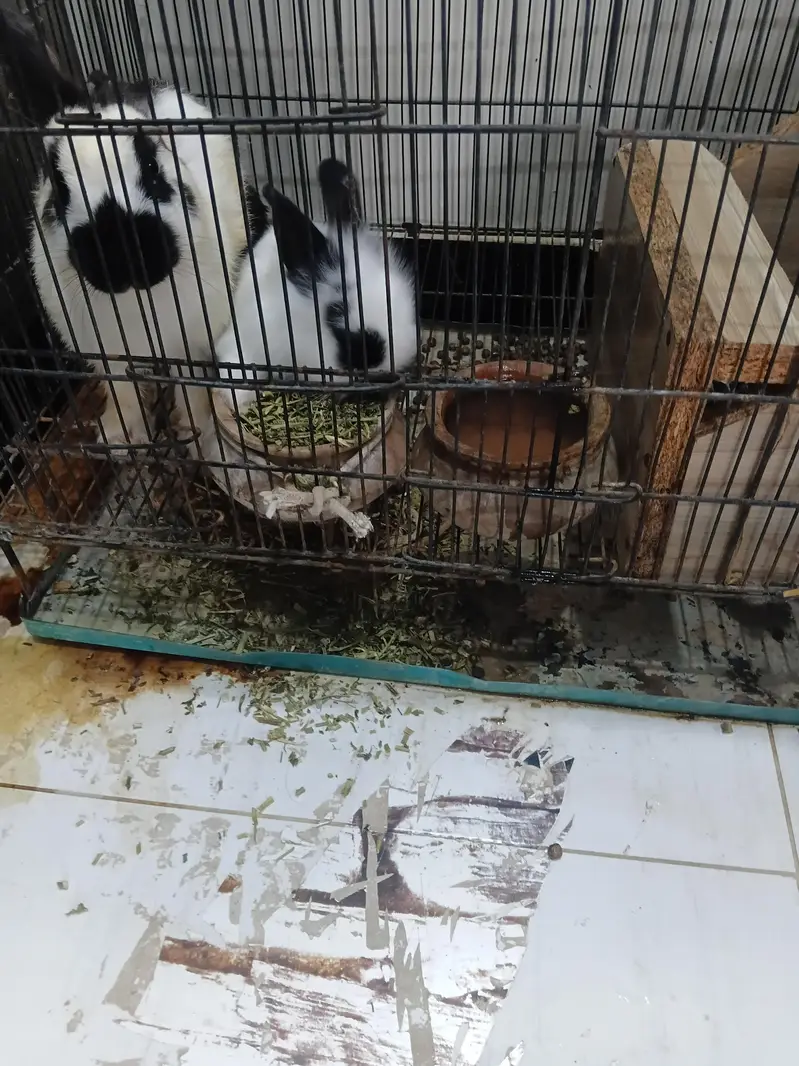 beautiful fancy bunny — photo 4
