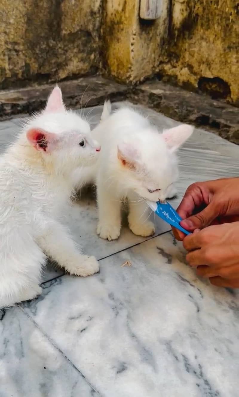 Caats 0