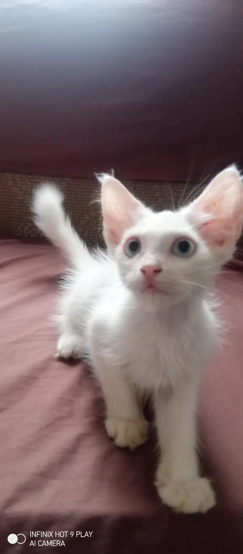 GORGEOUS PERSIAN KITTENS FOR SALE. — photo 3