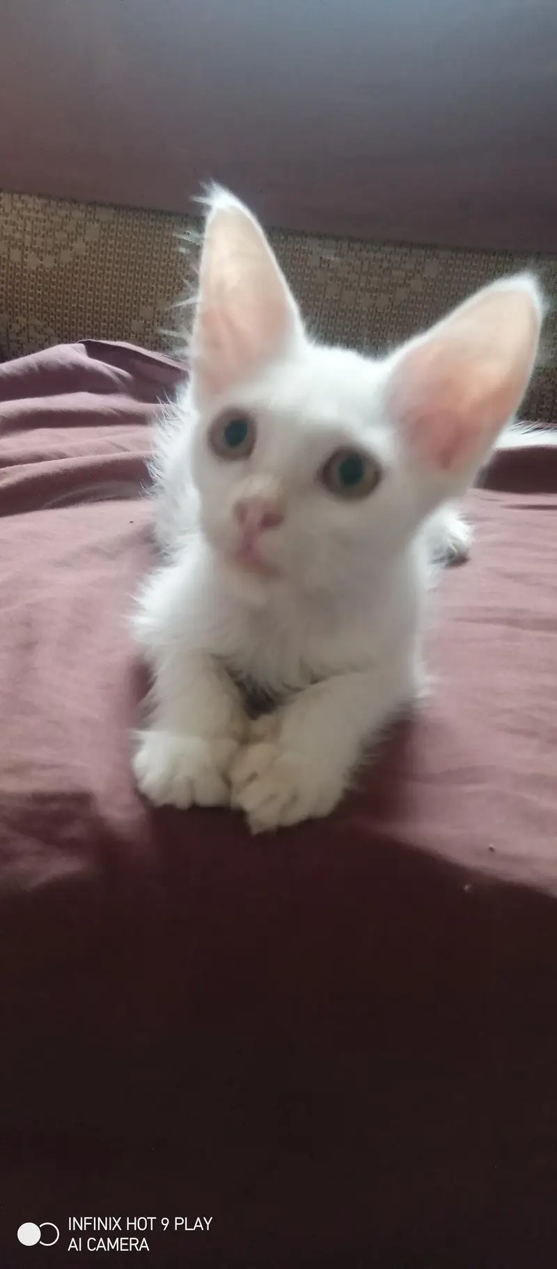 GORGEOUS PERSIAN KITTENS FOR SALE. — photo 4