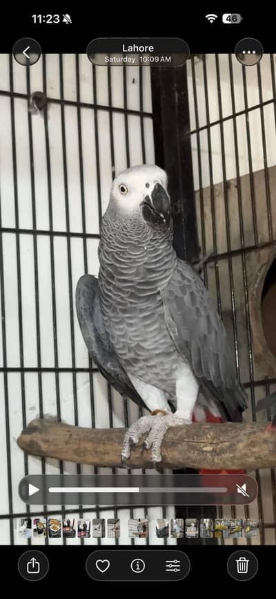 African Grey Breeder Pair