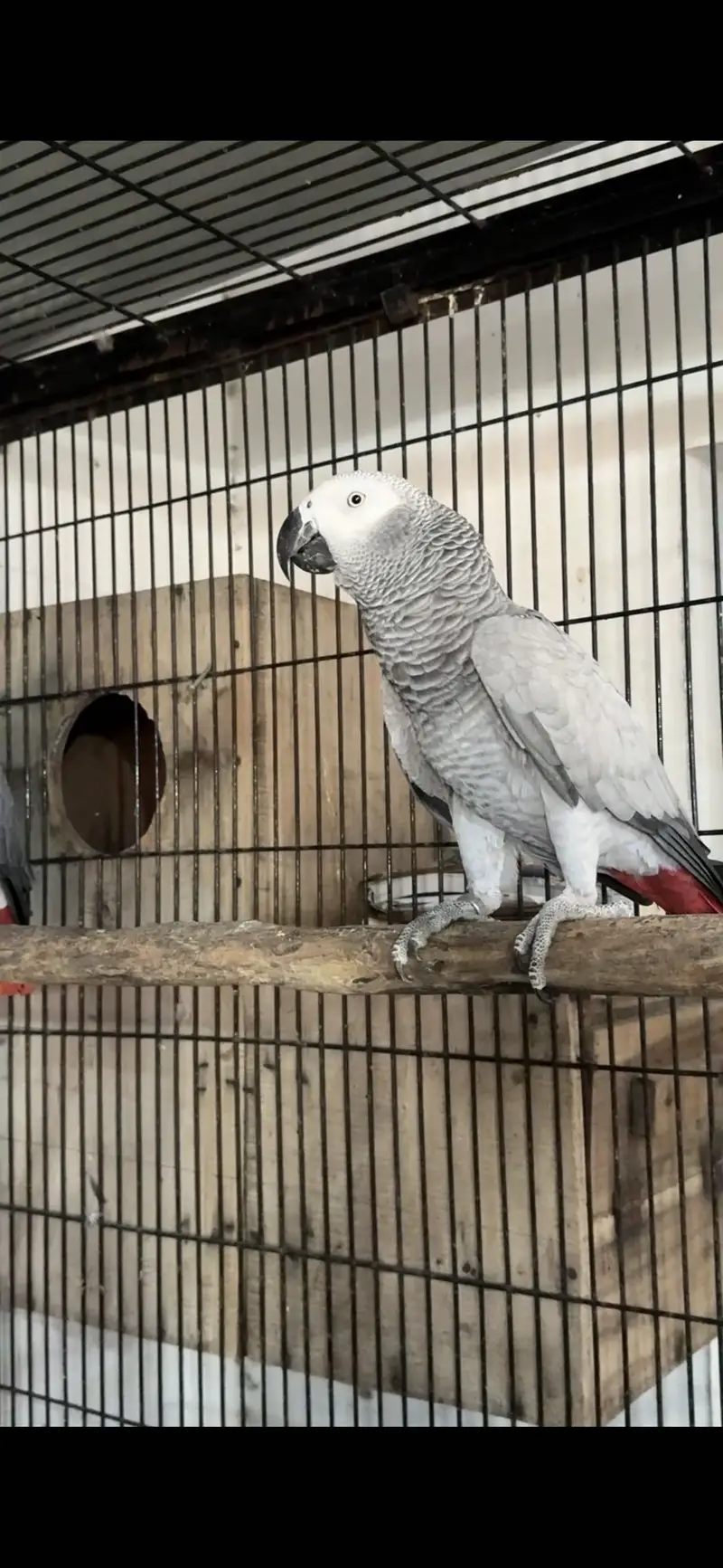 African Grey Breeder Pair — photo 2
