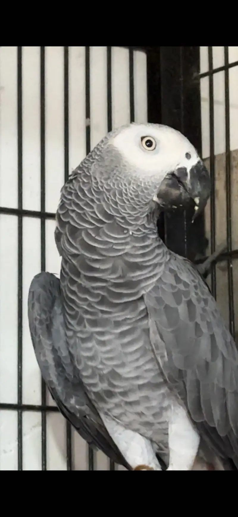 African Grey Breeder Pair — photo 3