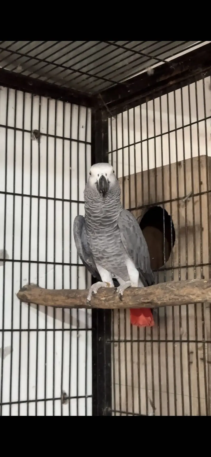 African Grey Breeder Pair — photo 4