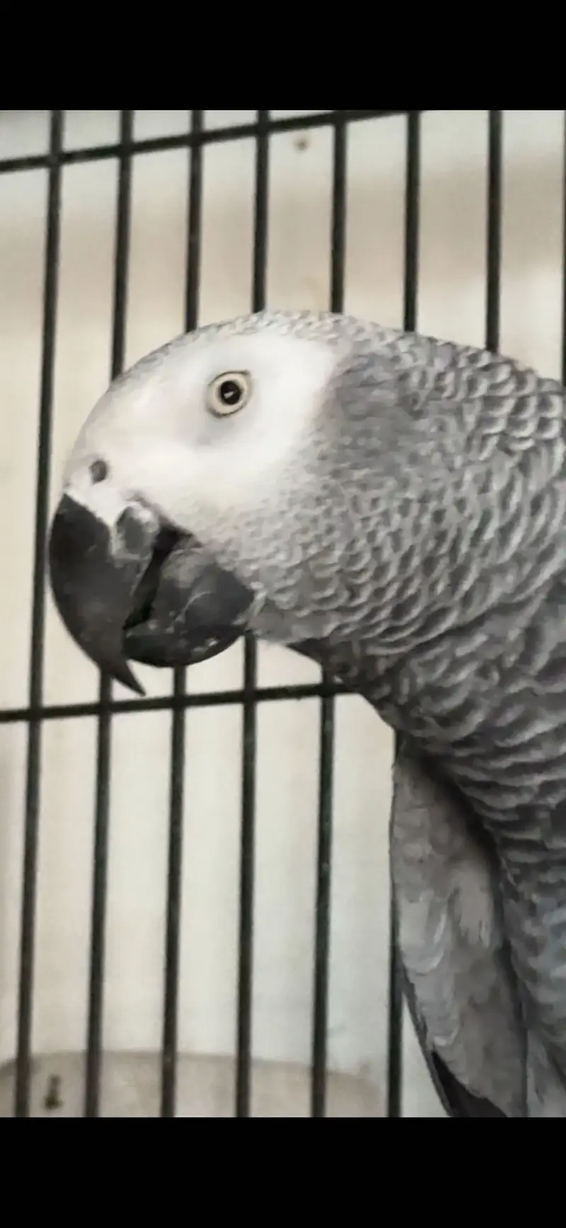 African Grey Breeder Pair — photo 5