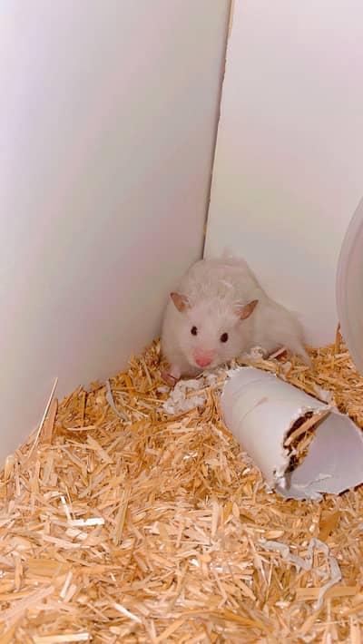 Male Syrian Hamster + Complete Cage Setup for Sale