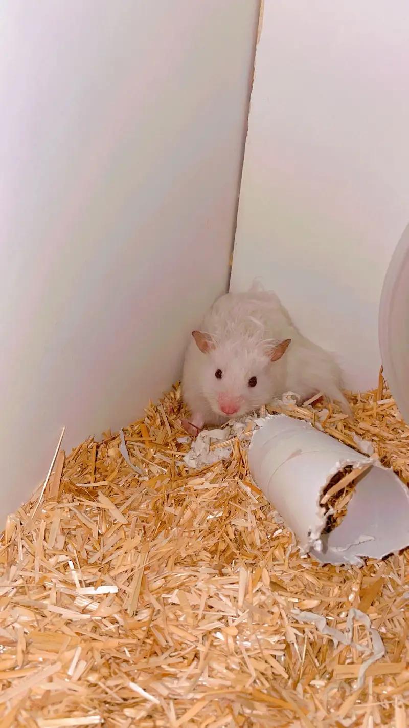 Male Syrian Hamster + Complete Cage Setup for Sale