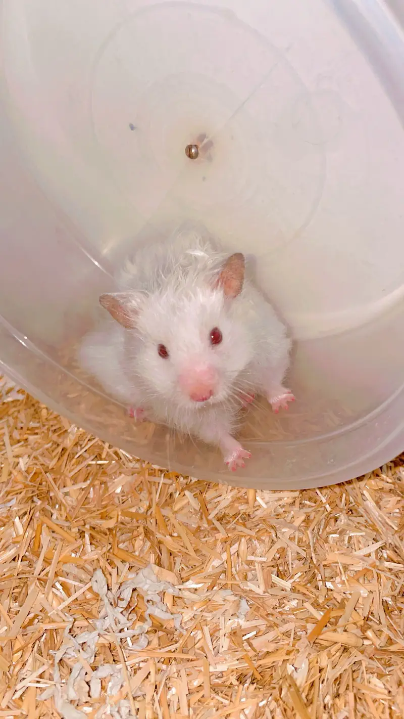 Male Syrian Hamster + Complete Cage Setup for Sale — photo 2