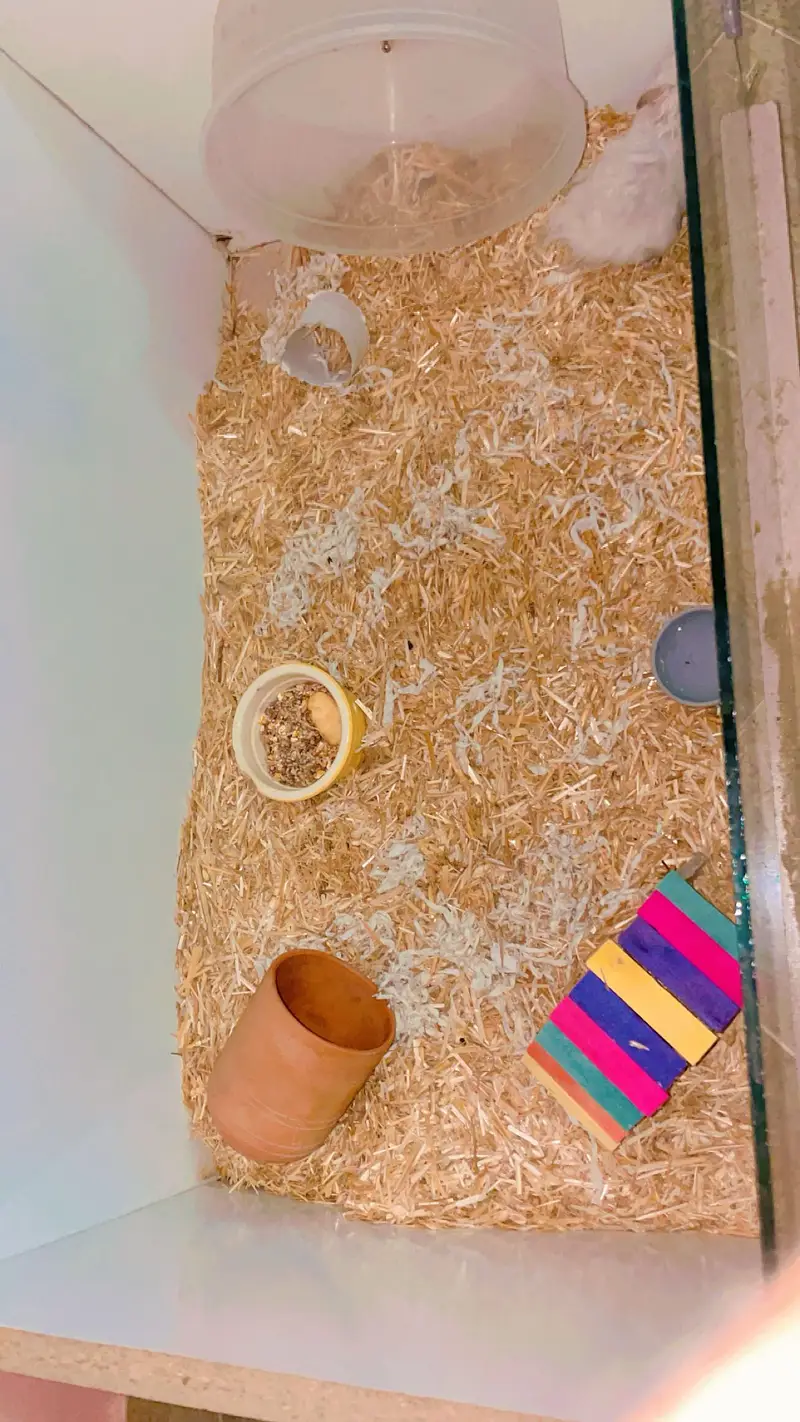 Male Syrian Hamster + Complete Cage Setup for Sale — photo 3