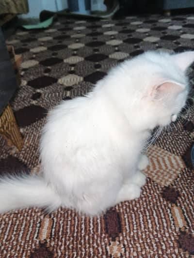 selling cat