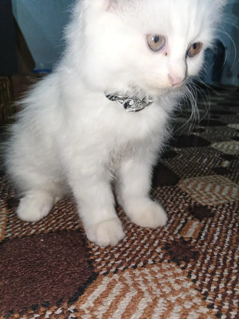 selling cat — photo 2