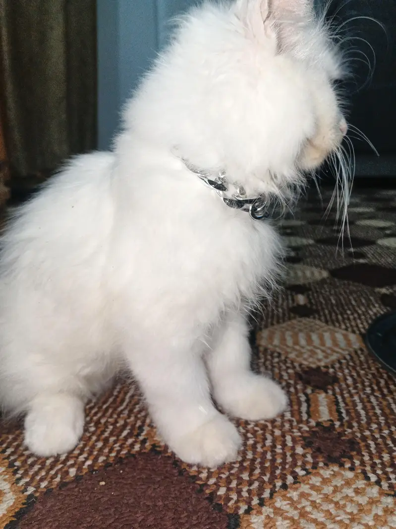 selling cat — photo 3