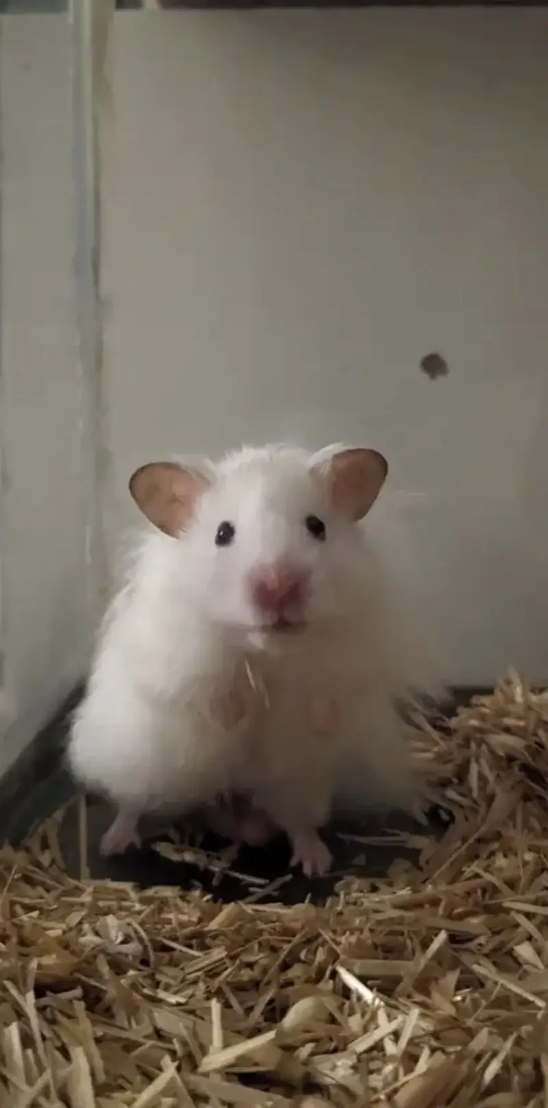 Male Syrian Hamster + Complete Cage Setup for Sale — photo 4