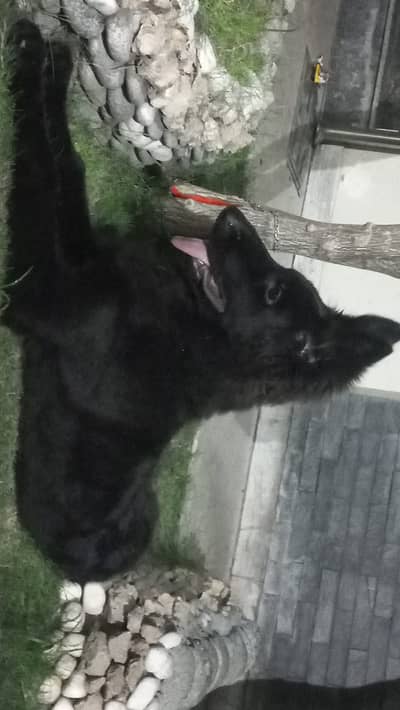 4 month German puppy for sale female puppy top quality
