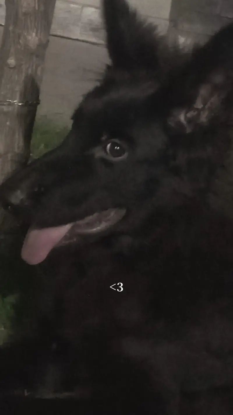 4 month German puppy for sale female puppy top quality long coat — photo 2