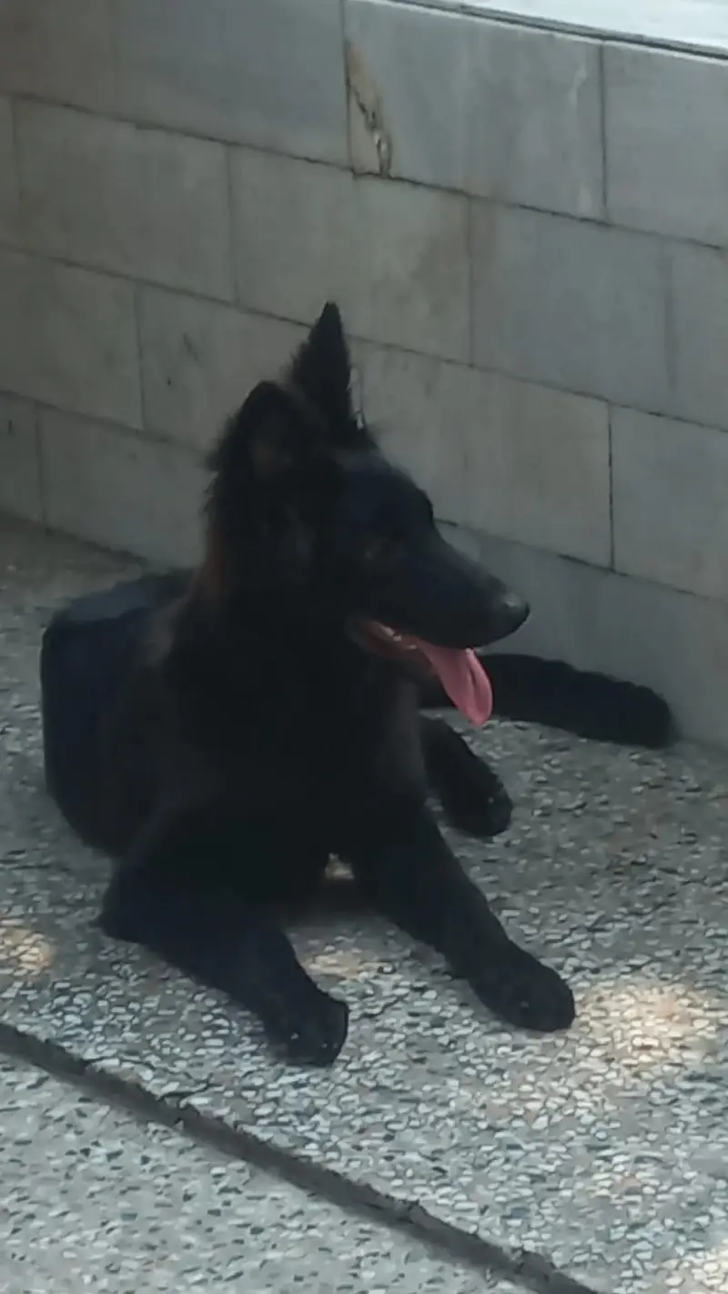 4 month German puppy for sale female puppy top quality long coat — photo 3