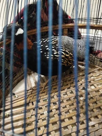 Sindi phty for sale