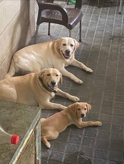 labrador high quality female puppy 0.3. 2.1. 5.5. 6.7. 8.3. 2 lahore